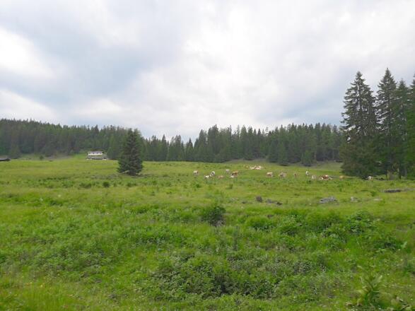 Obere Hemmersuppenalm