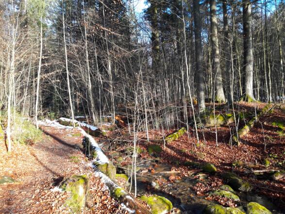 Urwaldstimmung