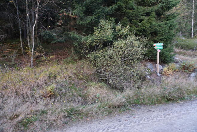 Abzweigung vom Forstweg zum Talweg Lo8