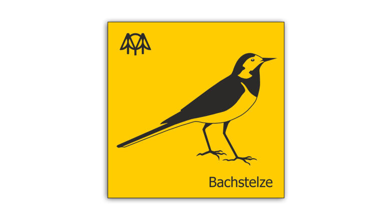 Bachstelze.jpg