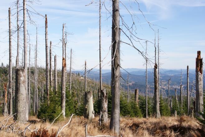Blick vom Moorberg zum Steinfleckberg