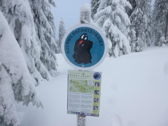 Auerhahnschutzgebiets-Hinweis - bitte auf der Route bleiben!