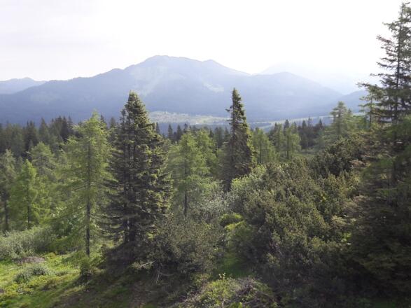 Blick zur Winklmoosalm