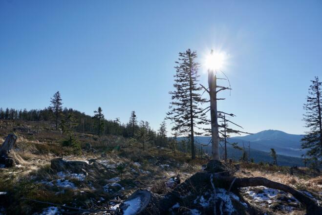 Blick zum Großen Arber auf dem Weg zum Grenzsteig