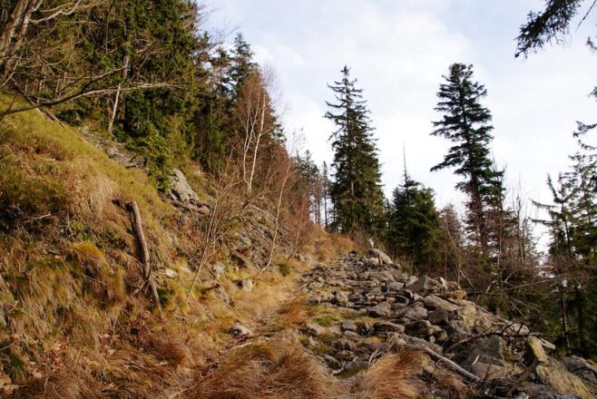 Steig an der Waldgrenze