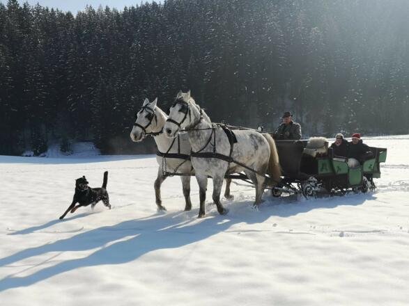 Lumis Pferdeschlittenfahrten