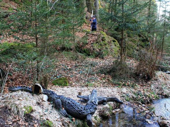 3D Bogenparcours Krokodil