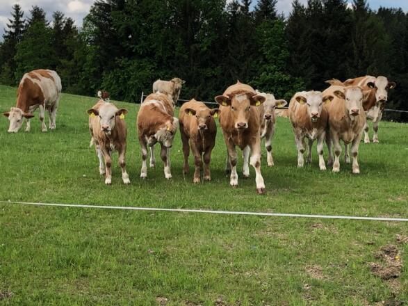 Kuhherde_BiohofObereder.JPG
