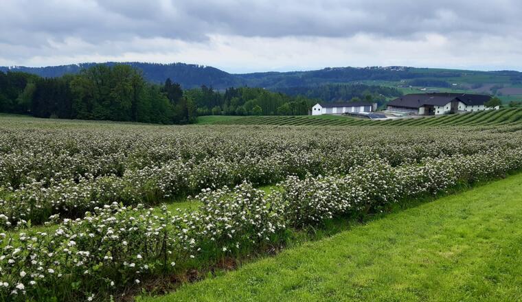 Pregarten_Nordland Aronia (5)