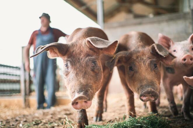 Schweine am Biohof Rudlstorfer - Baiernaz