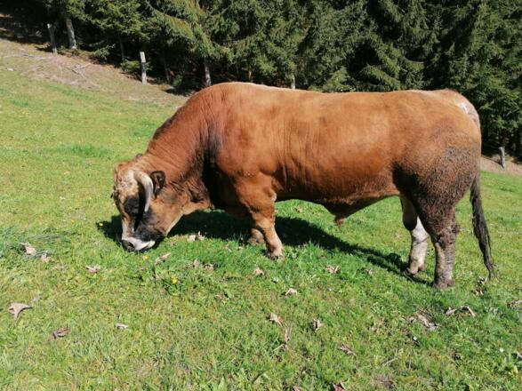 Stier beim Biohof Kronawitlehner in Pierbach