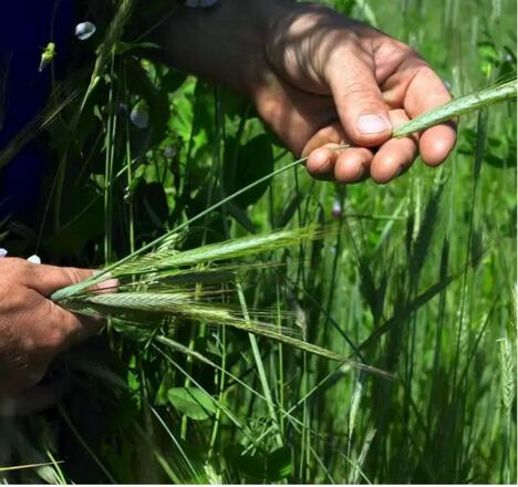 Biohof Fröhlich-Kriechbaum