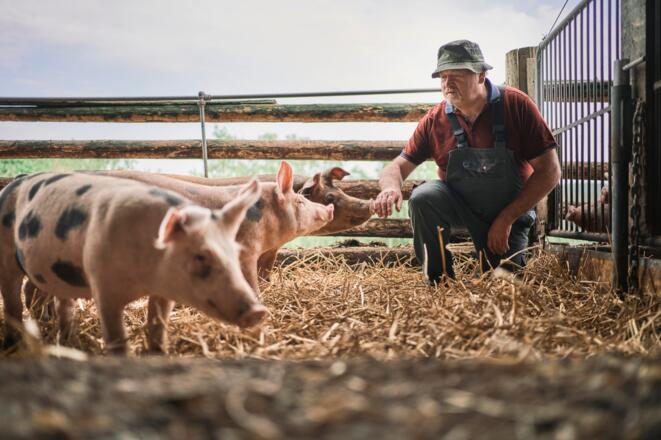 Johann Rudlstorfer im Schweinestall
