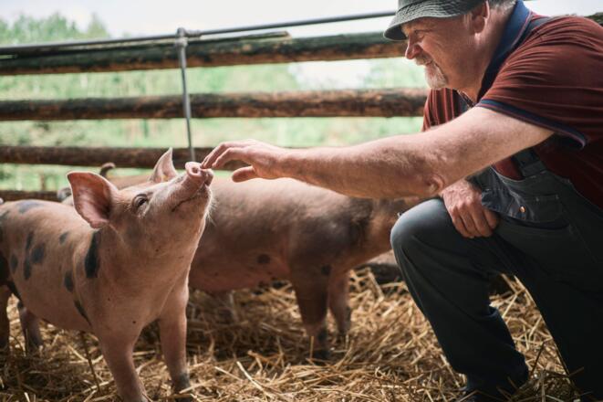 Johann mit seinen Schweine am Biohof Rudlstorfer - Baiernaz