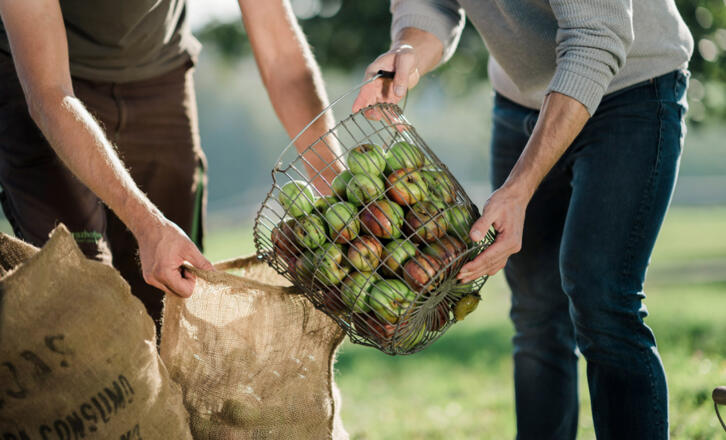 2 Personen mit Korb voller Äpfel - Symbolbild