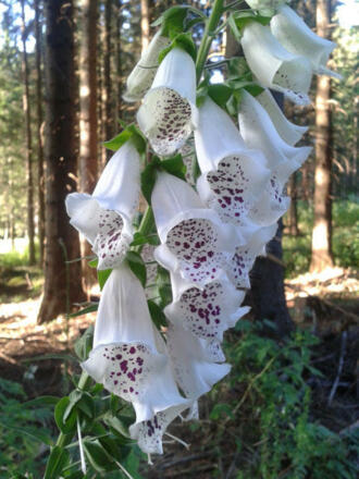 Digitalis
