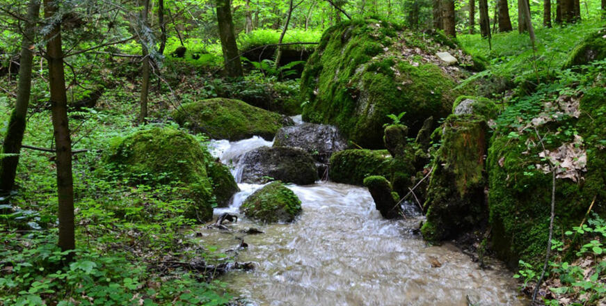 Bach am Bogensportgelände Königswiesen