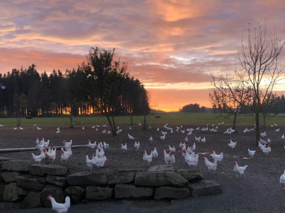 Rainbach_BiohofPilgerstorfer (c) Carina Pilgersdorfer_4