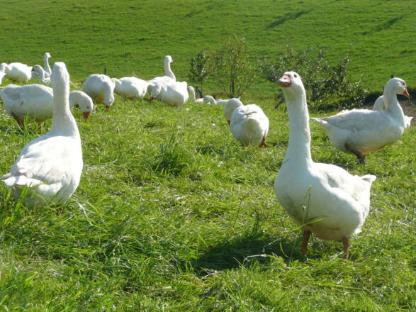 Gänse am Ökohof