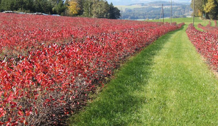 Pregarten_Nordland Aronia (7)