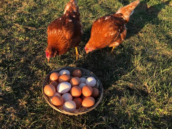 HühnerKorbEier_BiohofObereder.JPG