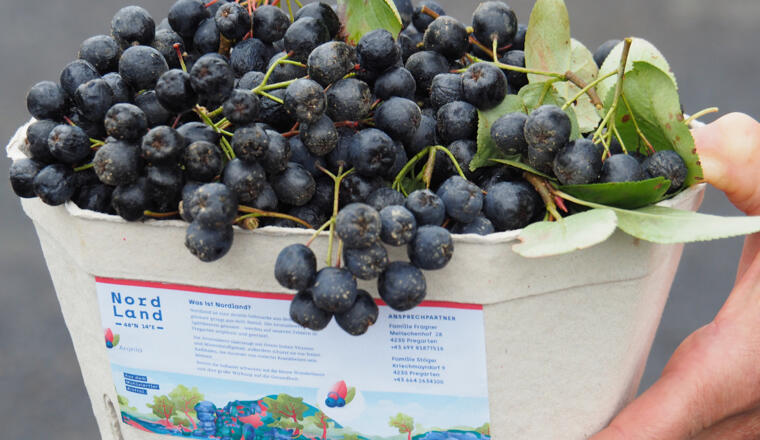 Pregarten_Nordland Aronia (6)