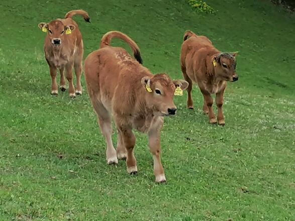 Rinder beim Biohof Kronawitlehner in Pierbach