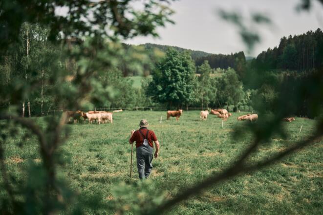 Kuhweide vom Biohof Rudlstorfer - Baiernaz