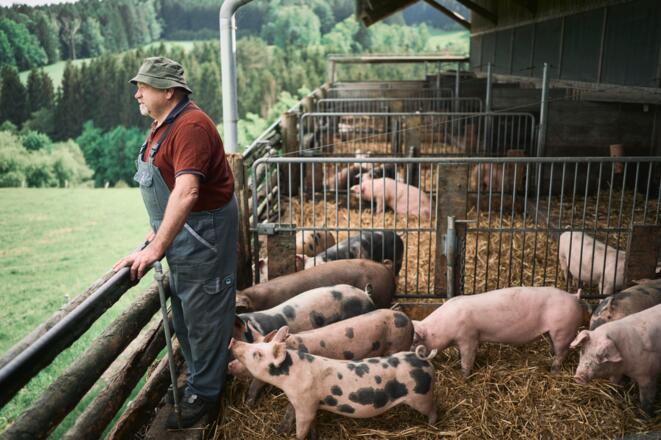 Schweinestall vom Biohof Rudlstorfer - Baiernaz