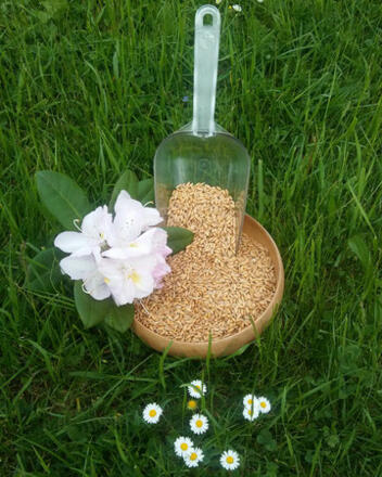 Biohof Dörflinger - Getreide