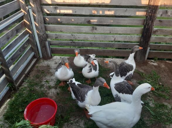 Gänse beim Biohof Kronawitlehner in Pierbach