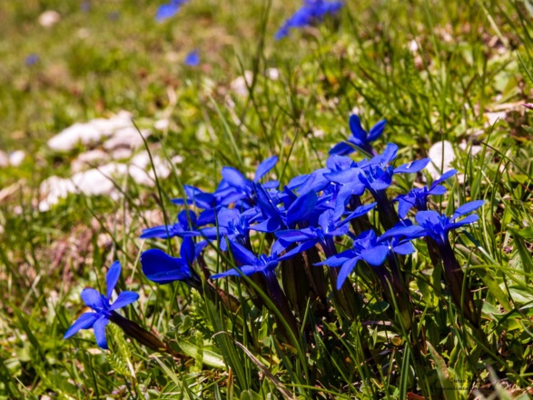 Blümchen am Buchstein.