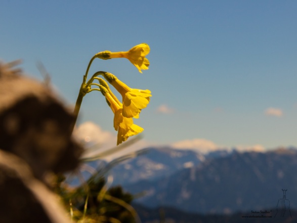 Kleines Blümchen auf dem Weg zum Buchstein.