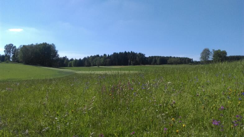 Biohof Übermasser in Grünbach