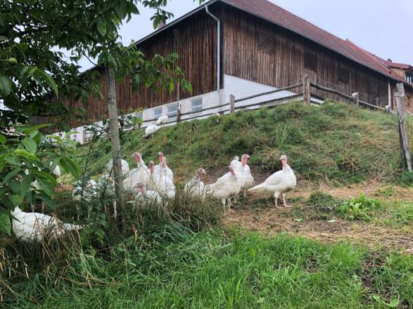 Puten beim Görglgut hinter den Eichen in Hagenberg