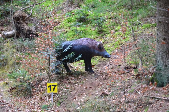 Bogensportgelände Ziele im Wald