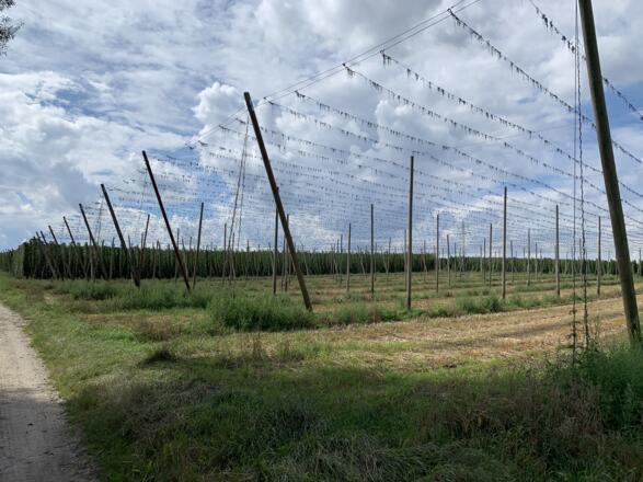 Flora und Fauna zwischen Gaden und Untermettenbach