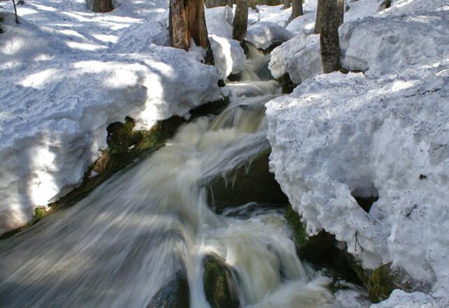 Winter Wasser Wald
