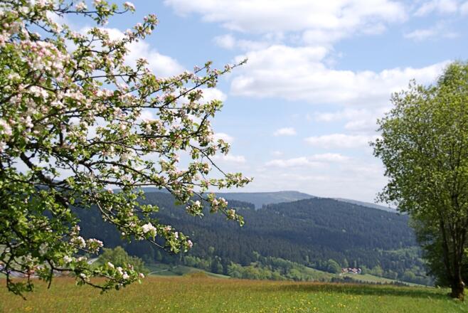 Blick von Maibrunn zum Hirschenstein