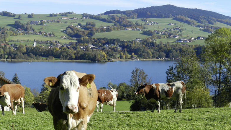 Landschaft