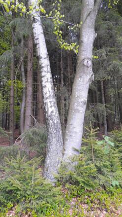 Baumpaar am Rastplatz in Mitterberg