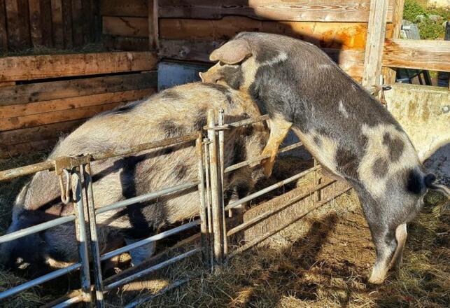 Streicheln der Tiere
