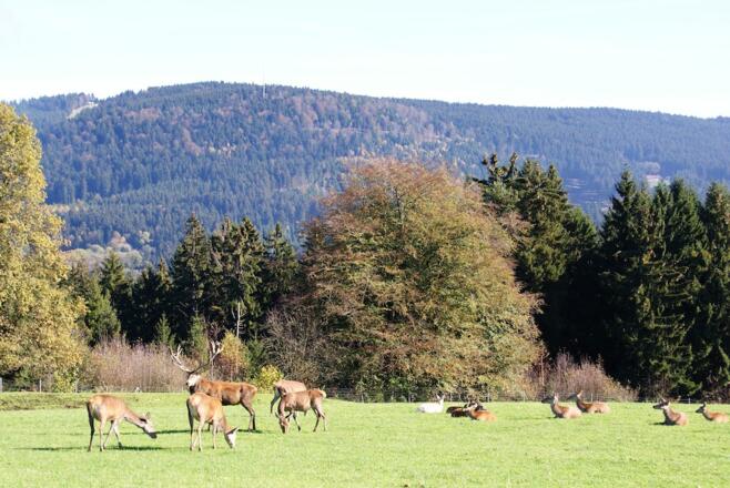 Hirschgehe am Wanderweg nach Maibrunn
