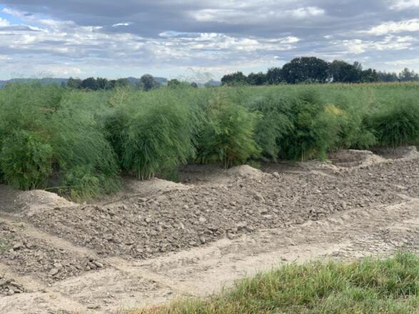 Spargelfelder bei Hohenwart