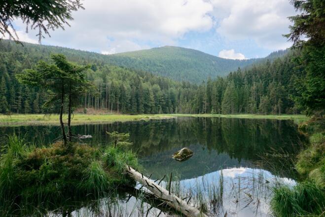 Blick vom Westufer auf den See mit Großem Arber dahinter