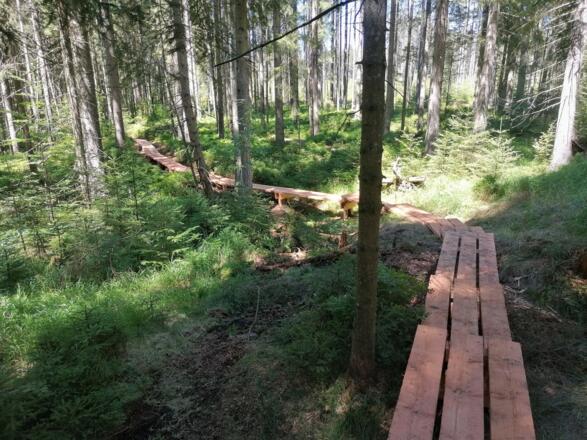 Bohlensteg Wanderweg Fichte.jpg