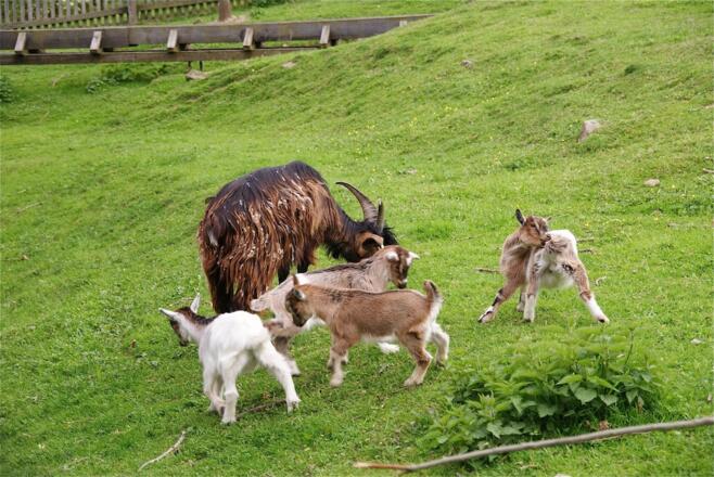 Tiere im Erlebnishof "Alte Mühle" im Kurpark St. Englmar