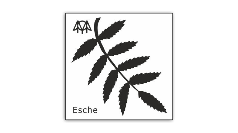 Esche