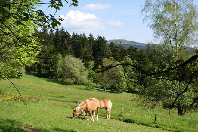Blick von Glashütt zum Hirschenstein dem Tourziel