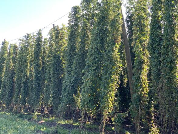 Feierabendstrampler Ost - 10_Hopfen bei Ilmtaltour auf Höhe Rohrbach (10).JPEG